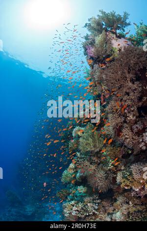 LyRetail Anthias Over Reef, Pseudanthias squamipinnis, Zabargad, St Johns, Mer Rouge, Égypte Banque D'Images