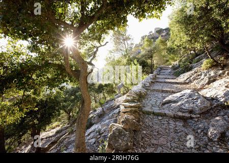 Sentier à vélo et à pied menant à Castell Alaro, sur Puig d'Alaro, près du village d'Alaro, Tramuntana, Majorque, Iles Baléares, Espagne Banque D'Images