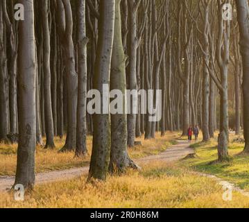 Randonneurs marchant le long d'un chemin à travers la forêt des fantômes, Gespensterwald, Rostock, Mecklenburg-Vorpommern, Allemagne Banque D'Images