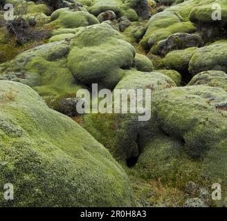 Les pierres couvertes de mousse, champ de lave Eldhraun, Sud de l'Islande, Islande Banque D'Images