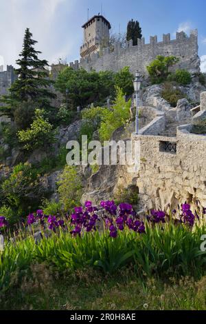 Iris en face de la forteresse de la Guaita, Monte Titano République de Saint-Marin Banque D'Images