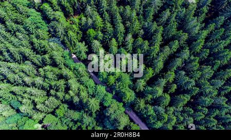 Vue aérienne d'une route sinueuse en terre qui traverse une forêt dense d'arbres entourée d'un feuillage vert luxuriant Banque D'Images