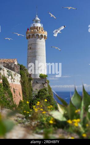 Mouettes survolant le phare à fort Stella, Portoferraio, île d'Elbe, Toscane, Italie Banque D'Images