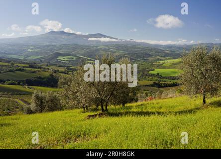 Oliviers en face de la Monte Amiata près de Castelnuovo Dellabate, Toscane, Italie Banque D'Images