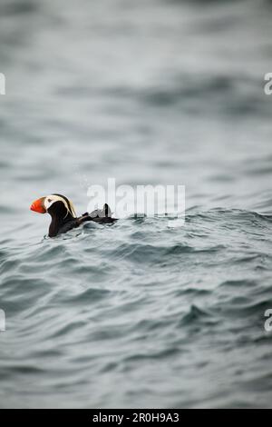 ALASKA, Sitka, un Puffin nains et plongées pour pêcher, île de Saint Lazaría, détroit de Sitka Banque D'Images
