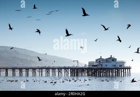 Les États-Unis, la Californie, Malibu, les pélicans et les mouettes flottent et volent devant la jetée de Malibu à Surfrider Beach Banque D'Images