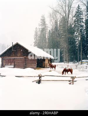 CANADA, chevaux debout dans la neige près d'une grange, Fernie Banque D'Images