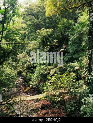 PANAMA, El Valle, Canopy aventure tyrolienne dans la canopée de la Jungle, Advneture la canopée, l'Amérique centrale Banque D'Images