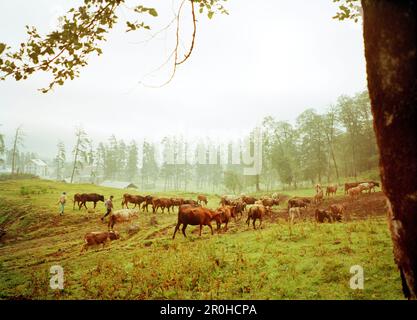 RÉPUBLIQUE DE GÉORGIE, cheptels déplaçant le troupeau de vaches dans la campagne Banque D'Images