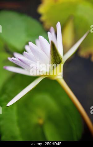 VIETNAM, Hue, une fleur de lotus en fleur dans une pagode et un monastère Banque D'Images