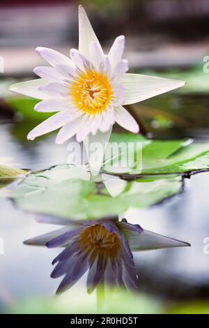 VIETNAM, Hue, une fleur de lotus en fleur dans une pagode et un monastère Banque D'Images