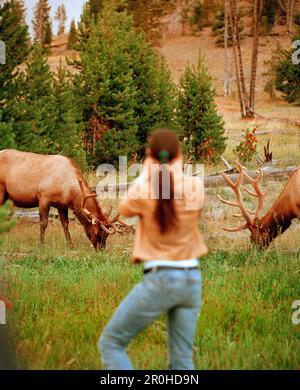 États-Unis, Wyoming, touriste photographie d'élan, parc national de Yellowstone Banque D'Images