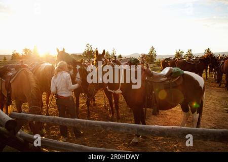 USA, Wyoming, campement, un wrangler rassemble des chevaux pour les clients dans un ranch de dude, Abara Ranch Banque D'Images