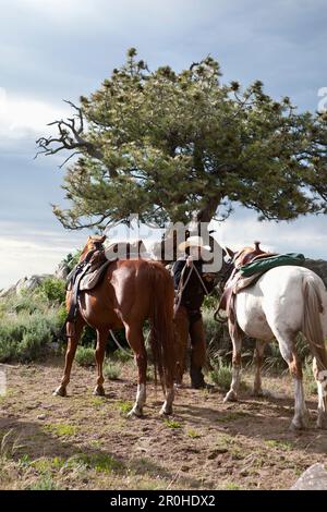 USA, Wyoming, campement, un wrangler tient deux chevaux par les Rés, Abara Ranch Banque D'Images