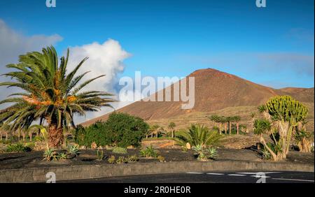 Palmier date de l'île des Canaries (Phoenix canariensis), poussant sur le terrain de golf, Montana Tahiche en arrière-plan, îles Canaries, Lanzarote Banque D'Images