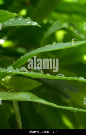 Gouttes d'eau sur des feuilles d'herbe scintillant au soleil. Composition Banque D'Images
