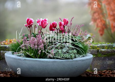 Fleuristes Cyclamen (Cyclamen persicum), bol avec Heather et cyclamen, Allemagne Banque D'Images