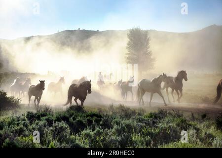 États-Unis, Wyoming, campement, Wranglers menant des chevaux à la grange en début de matinée Banque D'Images