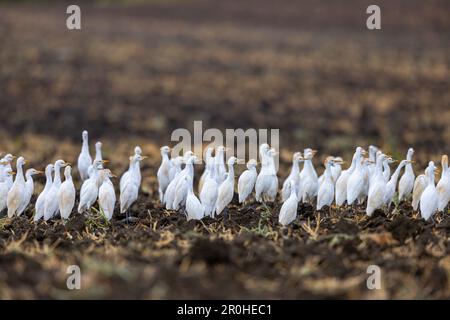 Egret de bétail, héron (Ardeola ibis, Bubulcus ibis), groupe sur un champ, Espagne, Andalousie, Tarifa Banque D'Images