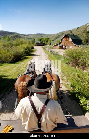 USA, Wyoming, du cantonnement, lecteurs de cowboy une équipe de chevaux belge tirant une charrette, AbarA Ranch Banque D'Images