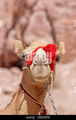 Chameau de Bactrian, chameau à deux bosses (Camelus bactrianus), chameau en chaîne dans le désert, portrait, Jordanie Banque D'Images