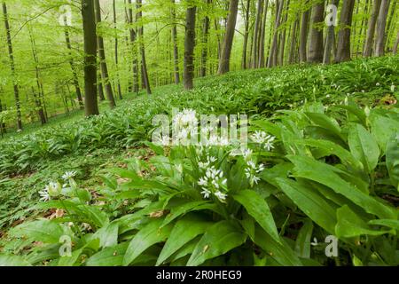 Forêt de hêtres en parc national du Hainich au printemps avec un tapis de fleurs de l'ail sauvage dans l'avant-plan, Thuringe, Allemagne Banque D'Images