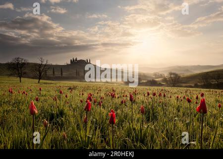Lever de soleil sur les collines toscanes du Val d'Orcia au printemps avec des tulipes en fleur en premier plan, San Quirico d'Orcia, Toscane, Italie Banque D'Images