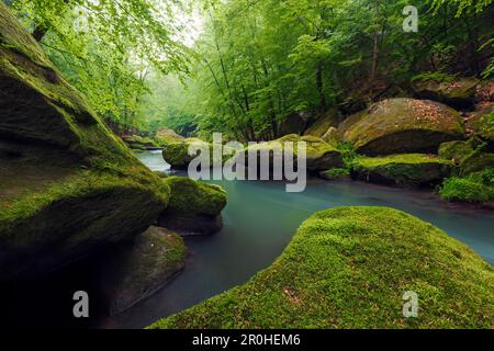 Rivière Kamnitz en méandant dans l'Edmundsklamm au printemps à travers les falaises de grès couvertes de mousse, Ticha Souteska près de Hrensko, Suisse de Bohême, Tchèque Banque D'Images