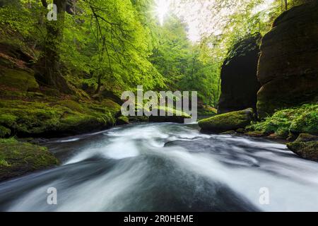 Rivière Kamnitz se dressant dans l'Edmundsklamm au printemps à travers les falaises de grès couvertes de mousse, Ticha Souteska près de Hrensko, Suisse de Bohême, Tchèque Banque D'Images
