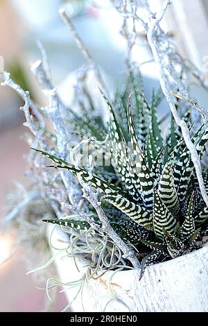 Zebra Plant (Haworthia fasciata 'Big Band', Haworthia fasciata Big Band), cultivar Big Band en pot de fleurs avec brindilles de couleur blanche Banque D'Images