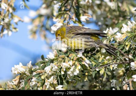 Île canari, canari atlantique (Serinus canaria), assise sur une branche de l'arbre lucerne, Chamaecytisus palmensis, îles Canaries, la Palma, El Paso Banque D'Images