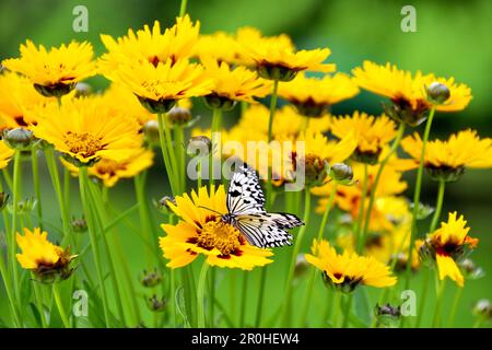 Tickweed, coreopsis laqué, Lanceleaf Tickseed (Coreopsis lanceolata), papillon sur les fleurs de Coreopsis Banque D'Images