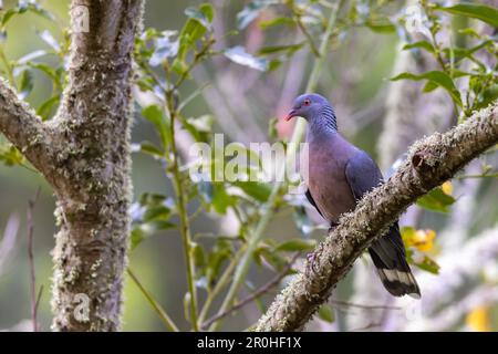 Pigeon de Bolle (Columba bollii), assis sur une branche dans la forêt de Laurier, îles Canaries, la Palma Banque D'Images