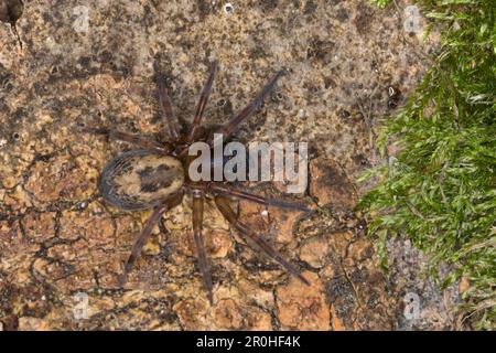 Araignée de tisserand de dentelle, araignée de toile de dentelle, tisserand de dentelle de fenêtre, araignée de maison (Amaurobius similis), femelle sur bois mort, vue dorsale, Allemagne Banque D'Images