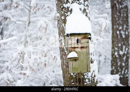 boîte de nidification en bois dans un bois d'hiver, Allemagne Banque D'Images