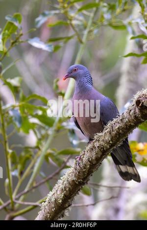 Pigeon de Bolle (Columba bollii), assis sur une branche dans la forêt de Laurier, îles Canaries, la Palma Banque D'Images