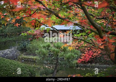 Érable japonais (Acer palmatum), branche d'autum dans un jardin Banque D'Images