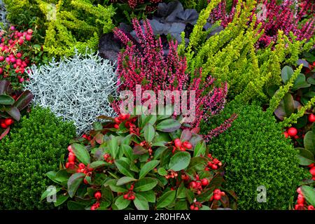 teaberry de l'est, vert hivernal (Gaultheria procumbens), plantes d'automne sur une tombe Banque D'Images