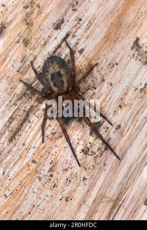 Araignée de tisserand de dentelle, araignée de toile de dentelle, tisserand de dentelle de fenêtre, araignée de maison (Amaurobius similis), femelle sur bois mort, vue dorsale, Allemagne Banque D'Images