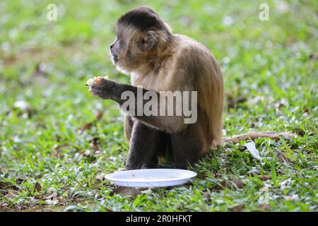 Gros plan du singe capucin touffeté (Sapajus apella), singe capucin dans la nature au Brésil. Banque D'Images