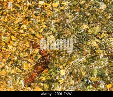 Vue de dessus des ondulations dans la rivière en plein soleil, sur les rochers et galets de couleur claire. Résumé pour le fond, les sites Web, les modèles. Banque D'Images