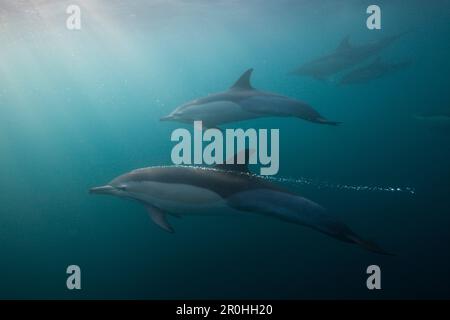 Dauphin commun, Delphinus capensis, océan Indien, Afrique du Sud, de la Côte Sauvage Banque D'Images