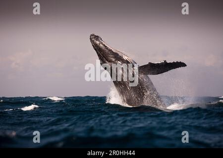 Violer le rorqual à bosse, Megaptera novaeangliae, océan Indien, Afrique du Sud, de la Côte Sauvage Banque D'Images