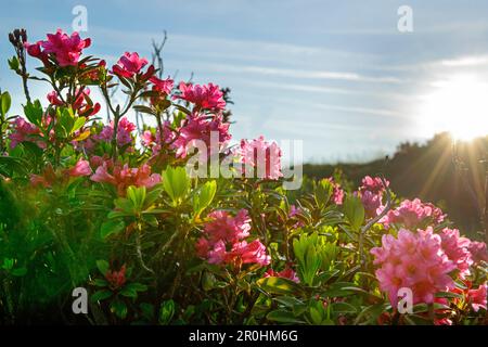 Soleil brillant sur les roses alpines en fleur, rose alpine, Rhododendron ferrugineum, Feldalpenhorn, Feldalphorn, Gamme Kitzbuehel, Tyrol, Autriche Banque D'Images