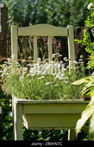 Encore vie avec chaise et fleurs d'été, Freiamt, Emmendingen, Bade-Wurtemberg, Allemagne Banque D'Images