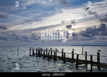 Mouettes sur une jetée, Vitt près de Kap Arkona, péninsule de Wittow, île de Ruegen, Mecklembourg-Poméranie occidentale, Allemagne Banque D'Images