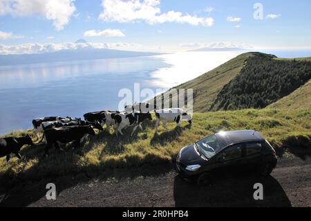 Dans les hauts plateaux avec vue vers Pico et Faial, île de Sao Jorge, Açores, Portugal Banque D'Images