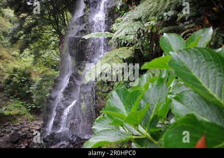 Cascade à Ribeira dos Caldeiroes sur la côte nord-est, île de Sao Miguel, Açores, Portugal Banque D'Images