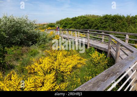 Otto Leege sentier nature, l'île de Juist, Nationalpark, Mer du Nord, îles de la Frise orientale, Frise orientale, Basse-Saxe, Allemagne, Europe Banque D'Images