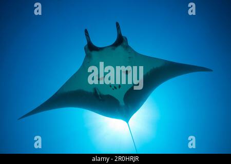 Manta, Manta birostris, San Benedicto, Îles Revillagigedo, Mexique Banque D'Images